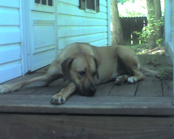 Kahlua is always keeping an eye on the kids when we are outside.... This is one of her favorite spots...
