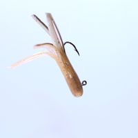 KILLER GOLDEN SHAD CUSTOM MINIJIG TUBE BAIT