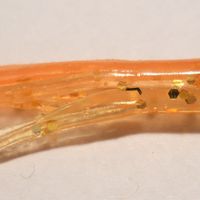 ORANGE ON GOLD MINIJIG TUBE BAIT 