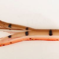 PHEASANT TAIL MEALIE MINIJIG TUBE BAIT