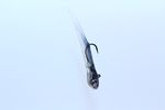 SMOKE BLUE BAITFISH CALIJERKTUBES  ( TUBE JIG BAIT )