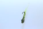 SMOKETOP CHARTREUSE BAITFISH CALIJERKTUBES ( TUBE JIG BAIT )