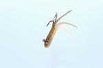 KILLER GOLDEN SHAD CUSTOM MINIJIG TUBE BAIT