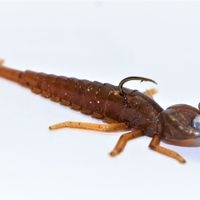 COLA RED FLAKE MAYFLY NYMPH