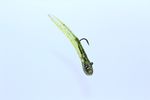 MAC CALIJERKTUBES ( TUBE JIG BAIT )