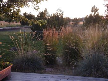 The sun is going down and throwing its last light on the tips of the grasses at the edge of our deck.
