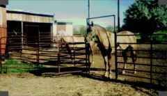 1996 1997 Dude with Thunder (his young palomino pal)
