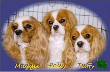 The three "Amigas", Maggie, Polly and Tuffy.
