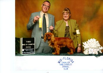 Mid-Florida Cavalier King Charles Spaniel Club Regional Specialty - Orlando Florida, April 10, 2010. Thank you to Breeder Judge Robert Lamont from Moorfields Cavaliers in Northern Ireland for 3rd place, Bred By Exhibitor Class. What a wonderful way to finish this week for Sparky...great start for this youngster...Can't wait until next year!!!
