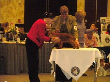 Judge: Ms. Sandra Goose Allen We didn't place in our Class-Bred By Exhibitor...very tough competition...the 1st Place finisher in this class went on to be selected as WD and BOW.
