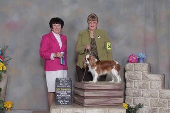 Thank you to Judge Barbara Dempsey Alderman. Tessa was Winner's Bitch and Best of Opposite Sex all three days at Medicine Hat Canine Association Show Apr 11-13 2012, Medicine Hat, Alberta, Canada
