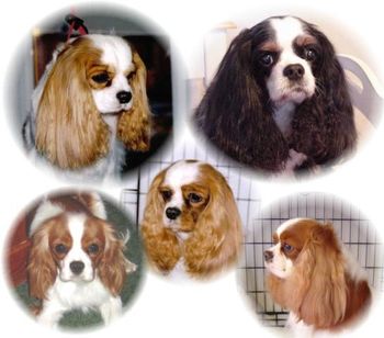 Upper Right: Max; Upper Left: Cindy Middle: Maggie Lower Right: Apache; Lower Left: CC When Maggie's sister Snuggles was bred to Ch Loranka's Dreamace we aquired " Tuffy2 " AKC CH Nordictouch First Lady at Luckycharm. She was then bred to " Apache" and produced our second homebred Ch from BBE class AKC CKC CH Lucky Charm Call Me Cinderella " CC " . It had all come to a full circle.
