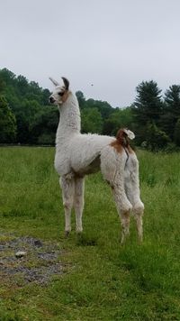 Thank you Westerham Llamas for the purchase of this fine Eskalero daughter.  May she bring you much joy!!