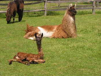 Paolina and Lucile relaxing
