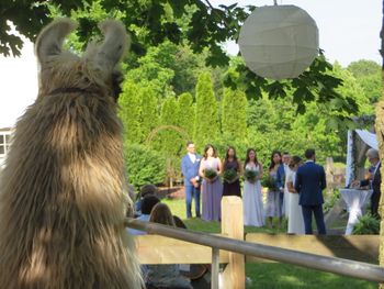 Harvard watching the wedding
