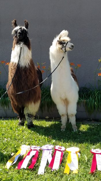 Two of Eskalero kids with their ribbons
