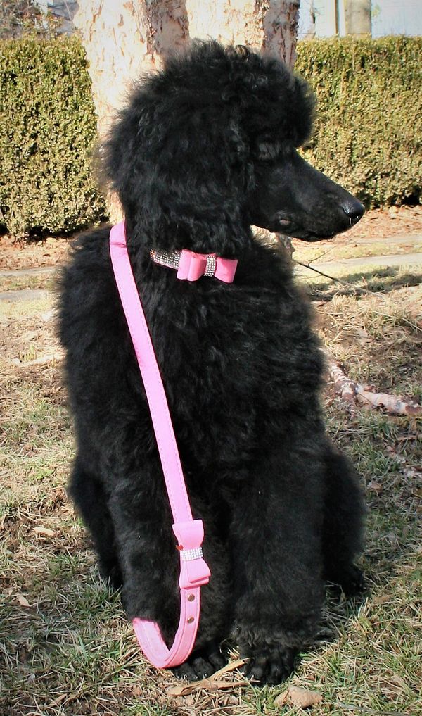 Poodleit collar clearance