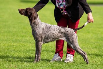 Australian Grand Champion Canawindra Rock N And Rollin
