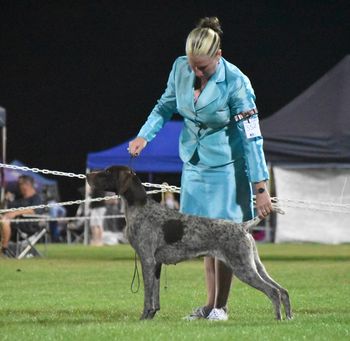 Australian Grand Champion Canawindra Ru Serious
