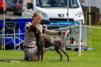 Australian Grand Champion Storm In A Teacup
