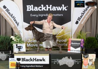 Australian Grand Champion Canawindra Storm In A Teacup - BEST OF BREED - Canberra Royal 2020