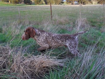 Field Trial Ch Canawindra Silver Shadow
