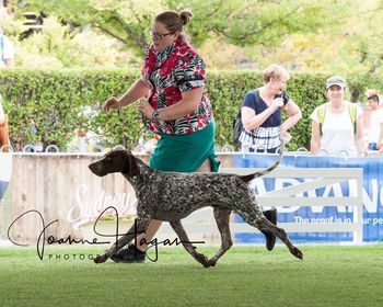 Ch Canawindra Buck Hunter Best in Show NSW Specialty 2018
