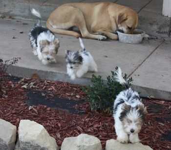 Emma, the Anatolian Shepherd, eating while Angie, Zippy and Donnie play
