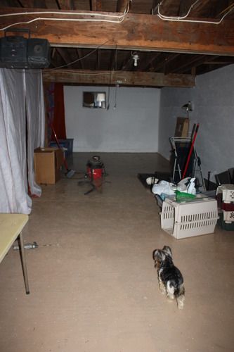 Behind the "curtains" The rest of the area. Will be used for storage and grooming. Leta following me around since she is on puppy watch.
