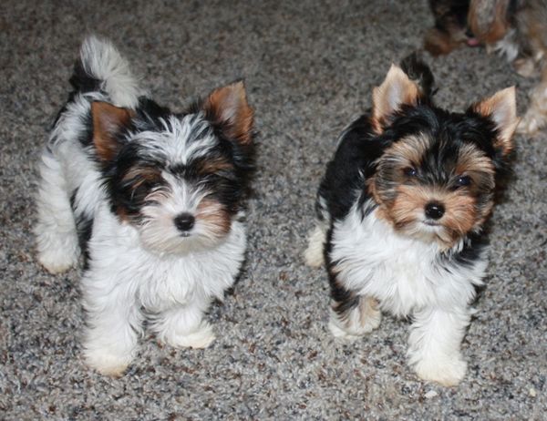 German yorkie hot sale