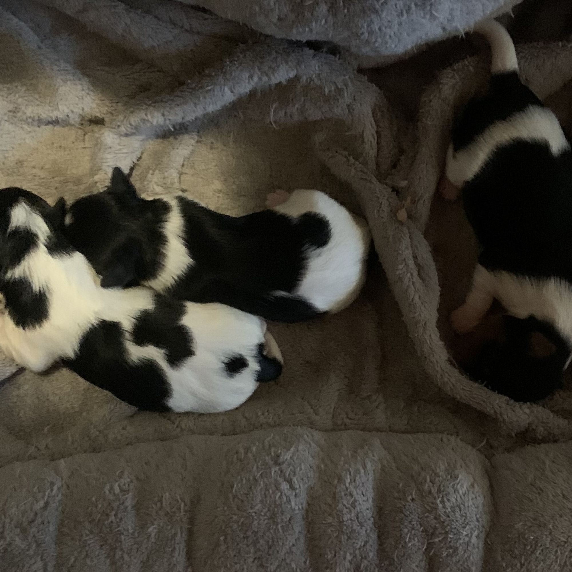 Heaven Sent Biewers - Biewer Terrier Puppies