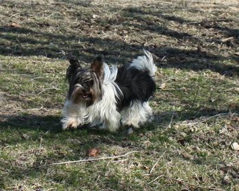 Meri running around enjoying the warm weather. (Okay, I know not a puppy, but she is Roddy's mom.)
