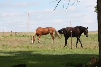 Mikey and Trouble have found new homes. I am without a horse for the first time since I was 13 years old (a LONG long time ago!)
