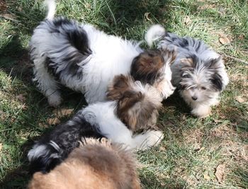 Looks like Angie, Donnie and Zippy are telling secrets or plotting against Gracie!
