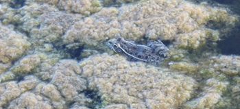 leopard frog a bit smaller than the bullfrogs, but not by much
