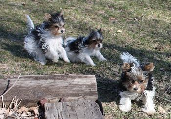 The girls running and playing. Monique, Raina, and Laney
