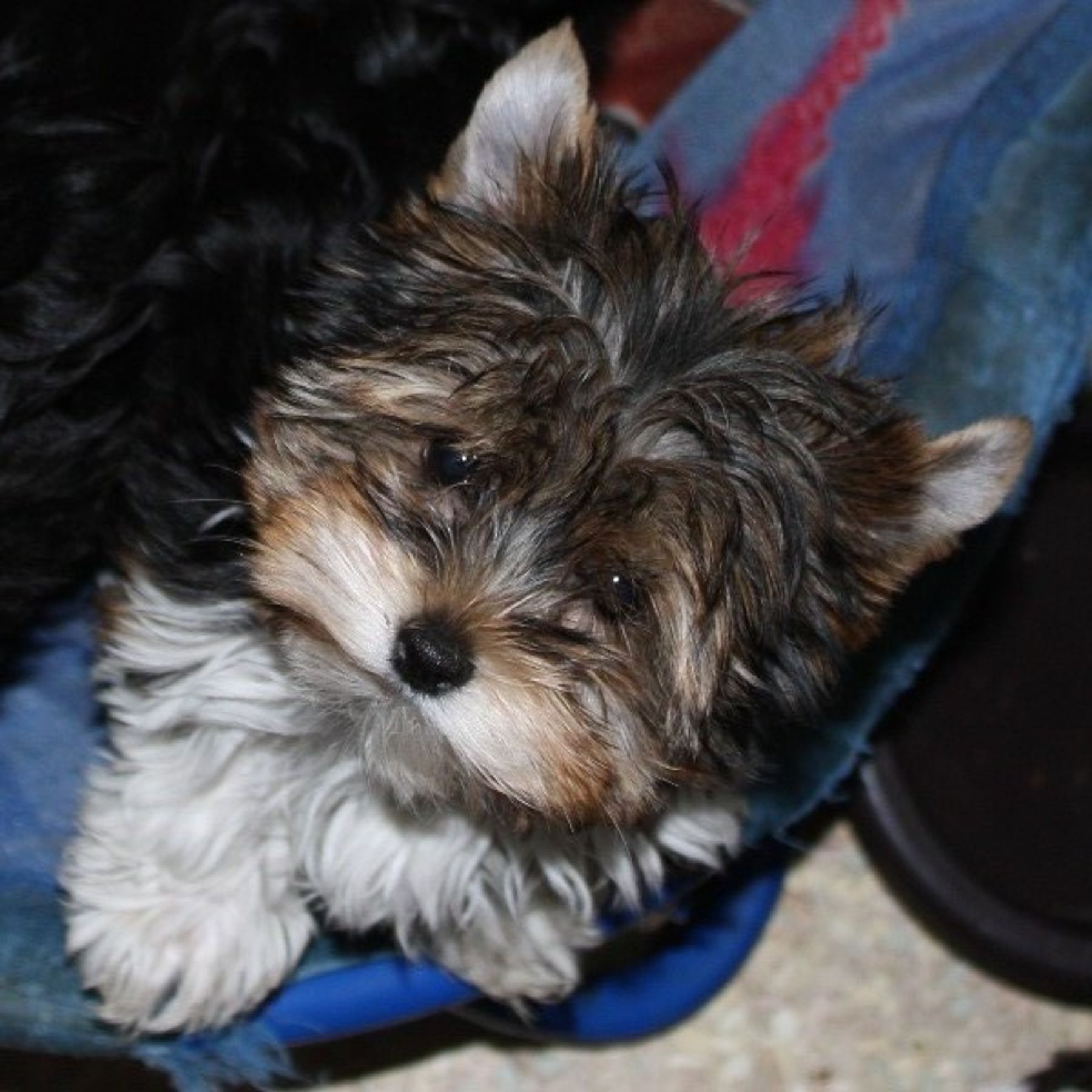 Heaven Sent Biewers - Biewer Terrier Puppies