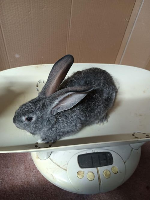 Happy Tails Flemish Giants Kits