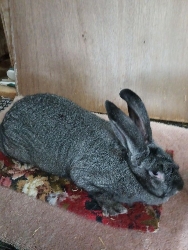 Happy Tails Flemish Giants - Breedings-upcoming Litters