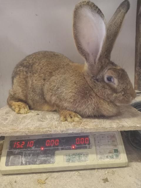 Happy tails 2024 flemish giants