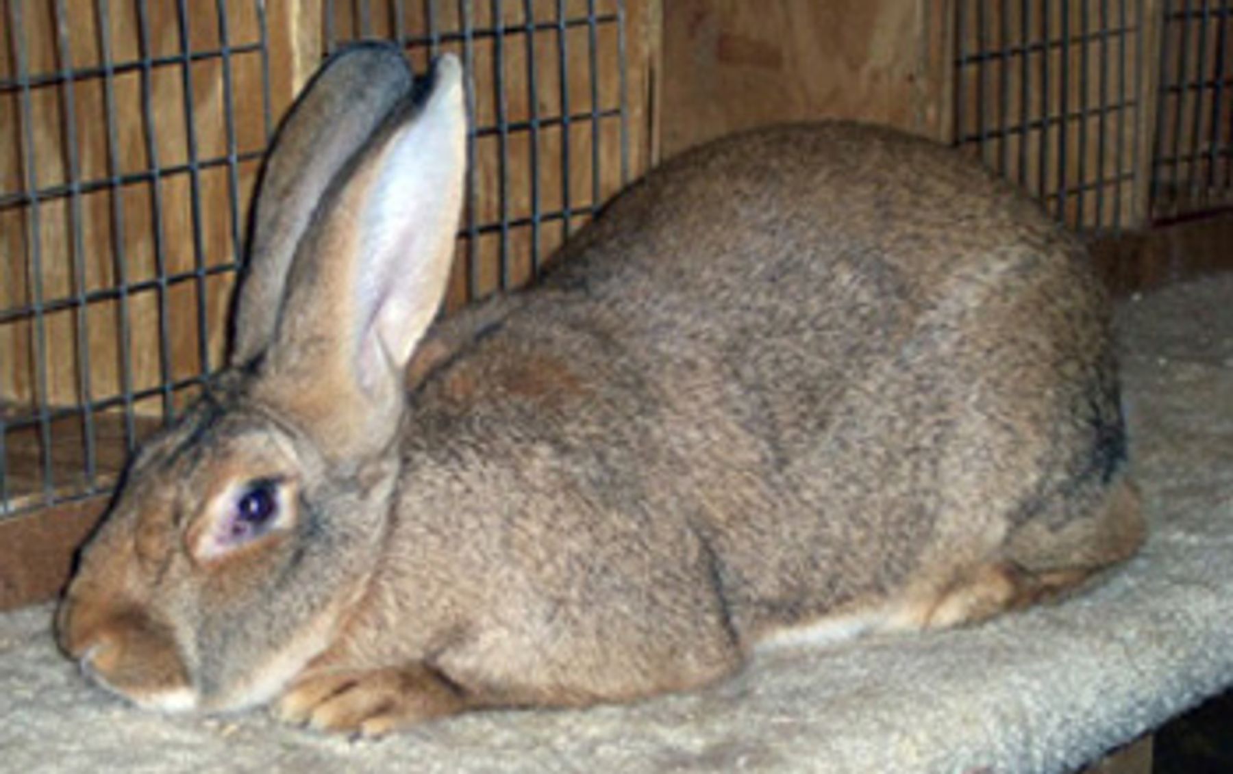 Fawn flemish giant store rabbit