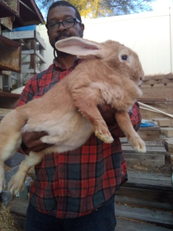 Flemish giant for store sale near me