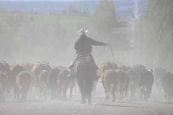 Moving cows
