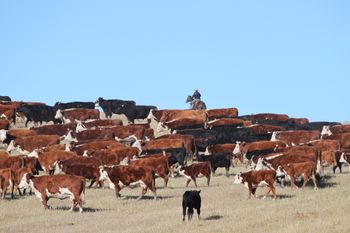 Chasing cows
