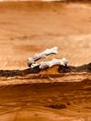Silver Branch Ring (Adjustable)