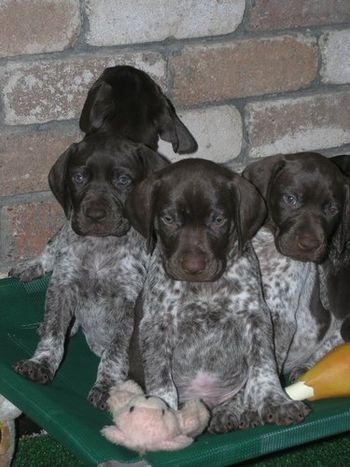 D Litter
