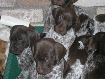 D Litter
