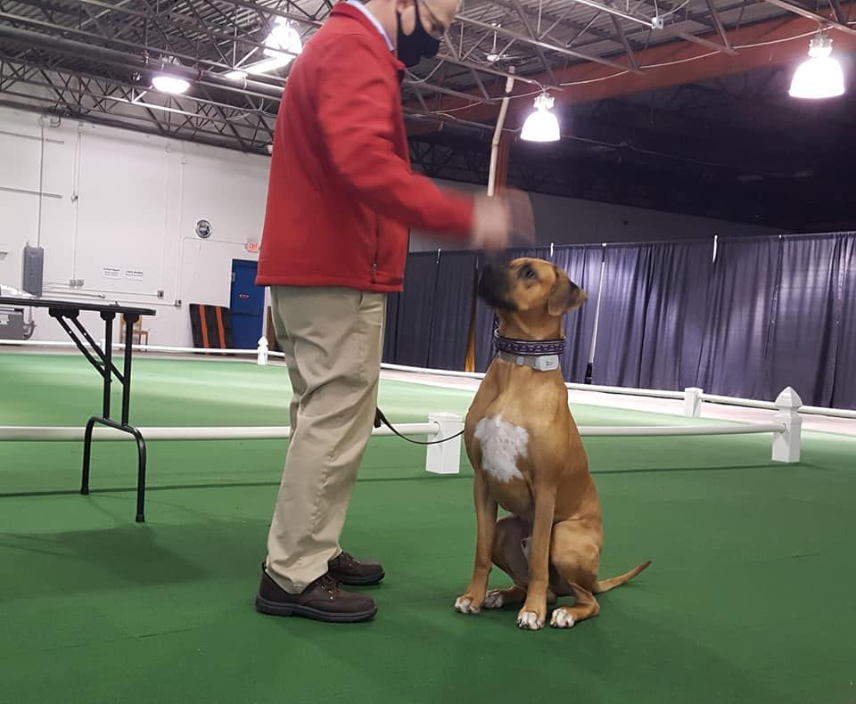 Greater valley forge rhodesian ridgeback sale club