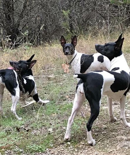 Akc rat hot sale terrier