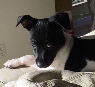 Toy rat terrier 2024 puppies for sale